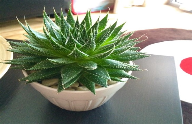 家居养殖的芦荟有什么风水效果作用？