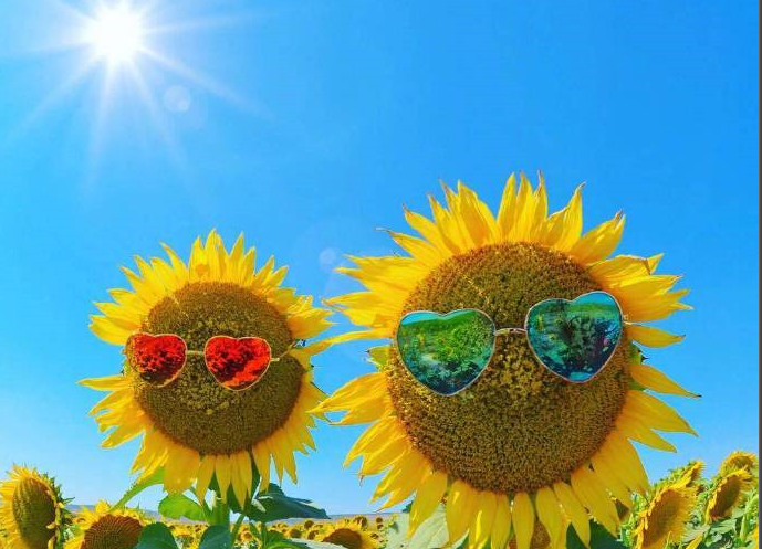 不容忽略的室内绿化家居风水！