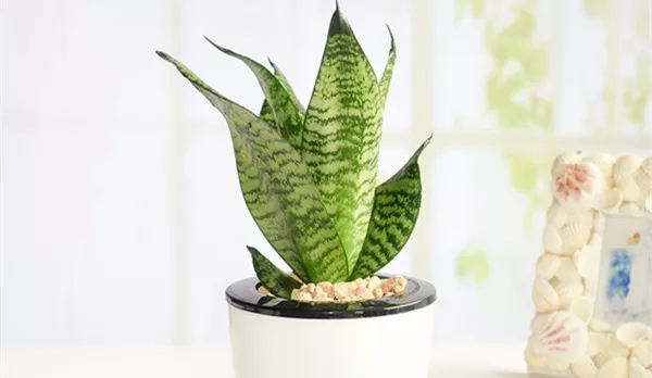 拉斐尔家居|去甲醛的好帮手“虎皮兰”