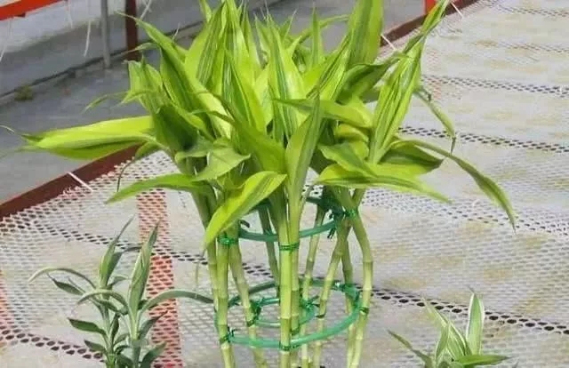 室内净化能手“富贵竹”，不仅寓意棒......