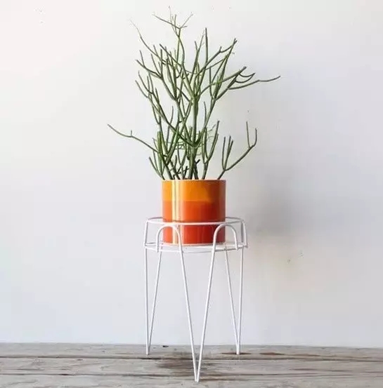 利用这两种植物轻松打造家庭简欧风