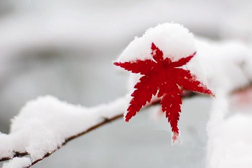 拉斐尔 | 小寒至