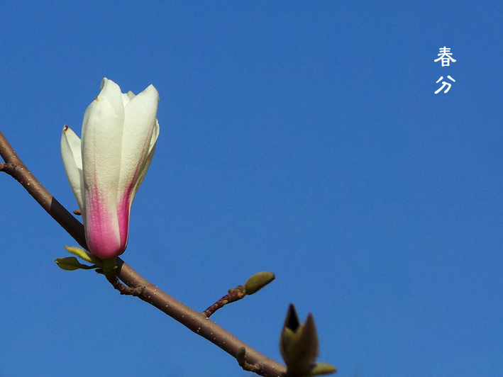 拉斐尔 |今日春分